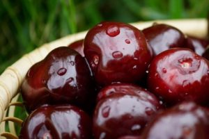 Beskrivning av sorter av svart körsbär Morel, Rossoshanskaya och Shokoladnitsa, plantering och skötsel