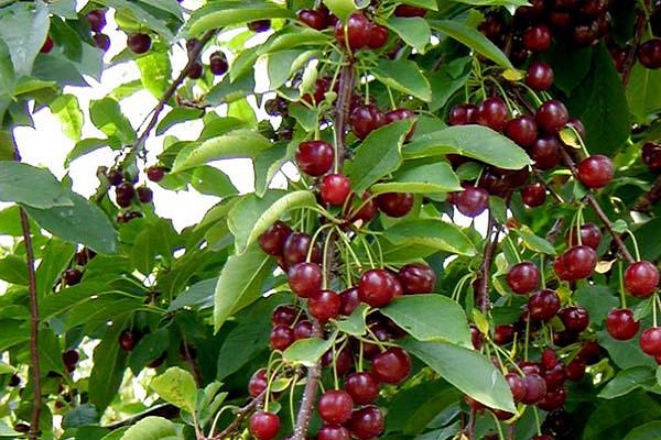 vyšnių įvairovė