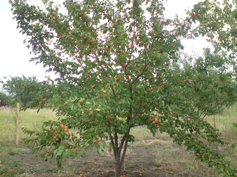 aprikosträd