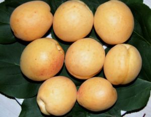 Egenskaper av sorten Dessert aprikos, beskrivning av de växande regionerna och pollinatorerna