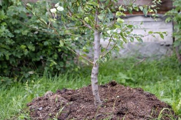 plantering körsbär