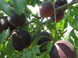 Beskrivning av olika aprikoser Svart sammet, fördelar och nackdelar, plantering och skötsel