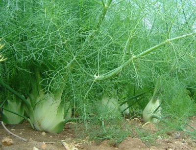 pankolio daržovė