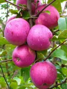 Opis a charakteristika odrôd jabĺk Liberty, ich výsadba a starostlivosť o rastliny