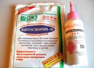 Instruktioner för användning av Fitosporin mot druvsjukdomar, dosering och behandling