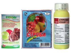 Instruktioner för användning av fungiciden Strobi för behandling av druvor och väntetiden