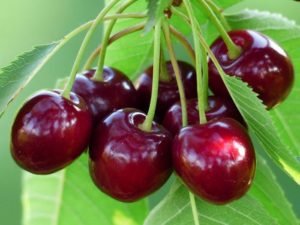 Beskrivning av Assol-körsbärsorten, fruktens egenskaper och vårdregler