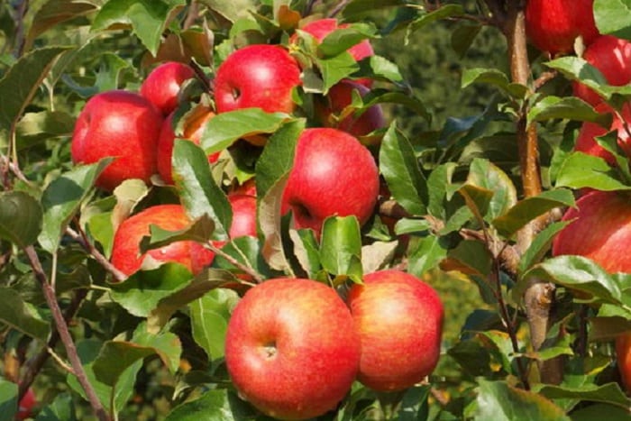 obuolių medus traškus
