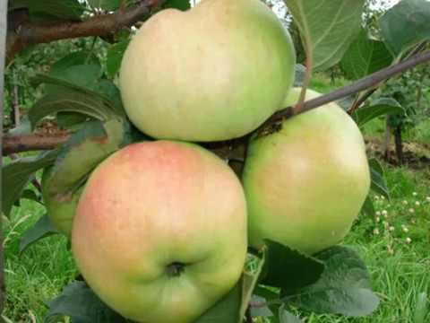 äppelträdhjälte