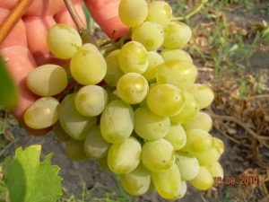 Description et caractéristiques des raisins fruitiers Harold et histoire de la création