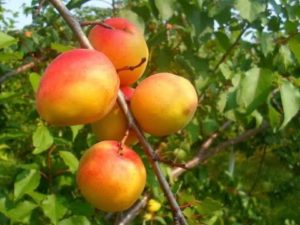 Beskrivning av de tidiga och sena sorterna av aprikoser Melitopol, historien om urval och avkastning