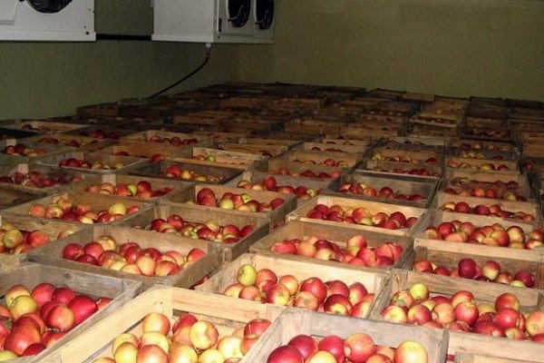 distribuovať jablká
