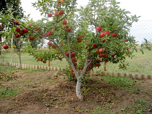 Apfelbaum Freiheit