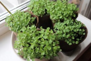 Cómo cultivar rúcula a partir de semillas en invierno en casa en el alféizar de una ventana, plantar y cuidar