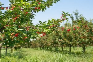 Beskrivning av de bästa sorterna av dvärgkörsbär, plantering och vård, bekämpa sjukdomar
