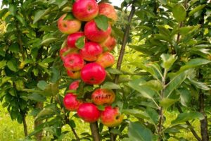 Pestovanie a starostlivosť o stĺpovitý jabloň, v akej vzdialenosti od rastliny