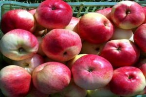 Marat Busurin obuolių veislės aprašymas ir ypatybės, derlius ir auginimas