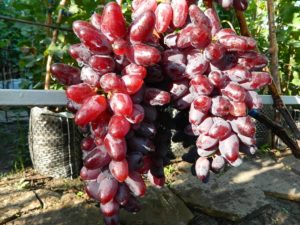 „Baikonur“ vynuogių veislės aprašymas ir savybės, auginimo ypatybės ir veisimo istorija