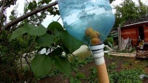 När och hur man använder verktyg för att samla aprikoser från ett högt träd med egna händer
