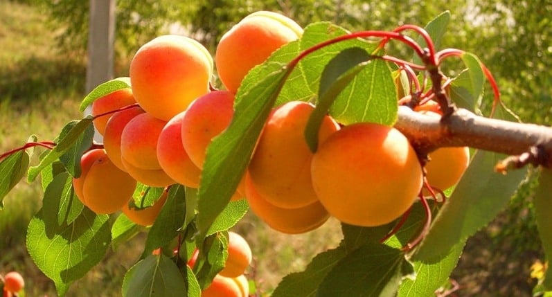 Melitopol aprikos