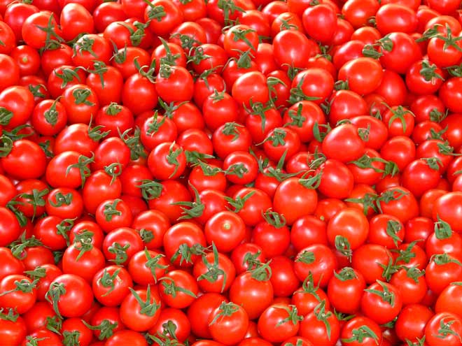 prinokę pomidorai