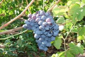 Beskrivning av de bästa frostbeständiga druvsorterna och deras frukt, odlingsegenskaper