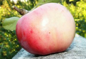 Opis a charakteristika letnej odrody jabĺk Orlovský pioner
