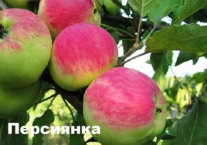Persianka obuolių veislės aprašymas, derlingumo savybės ir auginimo regionai