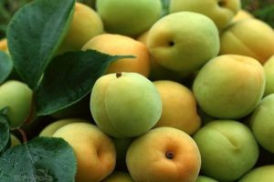 De vanligaste orsakerna till att aprikoser kan fälla gröna frukter och hur man behandlar dem