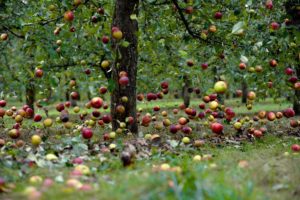 Razones por las que un manzano puede arrojar frutos antes de que maduren y que hacer