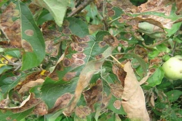 feuilles de pommier