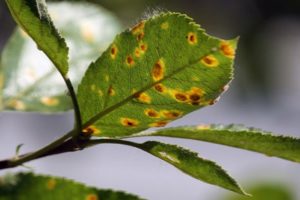 Cómo lidiar con el óxido en las hojas de manzana, cómo tratar y qué hacer