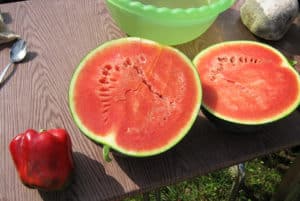 Beskrivning av vattenmelonsorten Sugar baby och växer i det öppna fältet