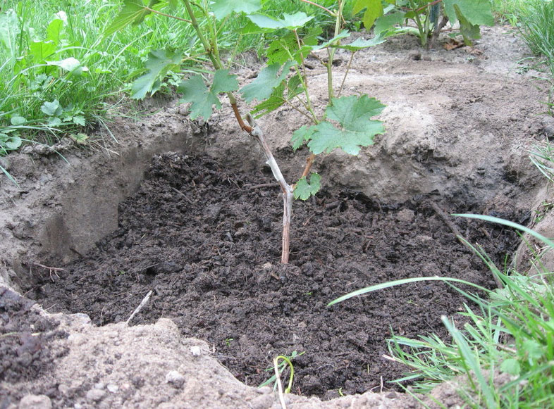 växer druvor i ett växthus