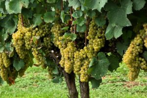 Beskrivning och egenskaper hos druvsorten Chardonnay, vinterhårdhet och odlingskrav
