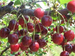 Vyšnių Grioto Moskovskio veislės aprašymas ir derliaus, sodinimo ir priežiūros ypatybės