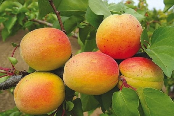 aprikoser för odling