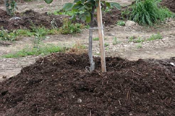 planterat träd