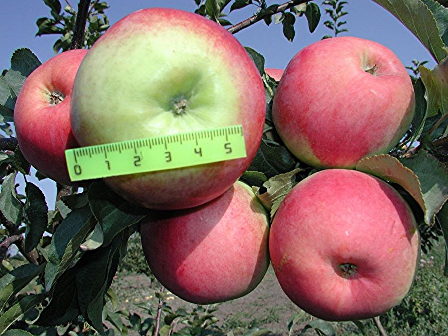 Prima-Äpfel