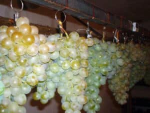 Kaip tinkamai laikyti vynuoges namuose žiemai šaldytuve ir rūsyje