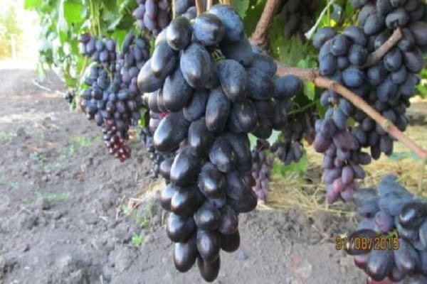 grape Academic