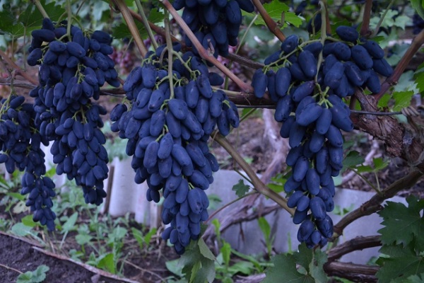 kék szőlő