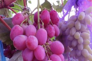 Beskrivning och egenskaper hos druvsorten Anyuta, plantering och skötsel