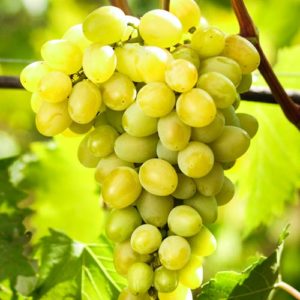 Vynuogių veislės Augustinas aprašymas ir savybės, sodinimas ir priežiūra, auginimo regionai