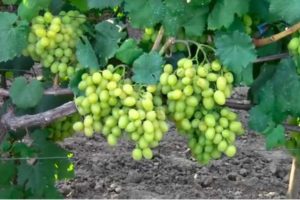 Galahad vīnogu apraksts un īpašības, priekšrocības un trūkumi