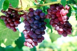 Tvarių Cardinal vynuogių ir auginimo aprašymas ir savybės