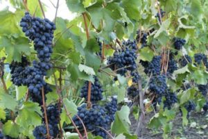 Beskrivning av druvsorten Codrianka och dess egenskaper, mognadstid, plantering och skötsel