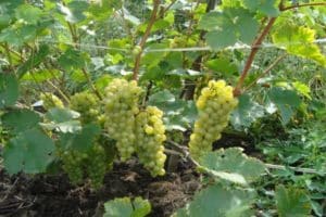 Beschrijving en voordelen van Crystal-druiven, plant- en verzorgingsfuncties