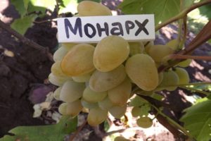 Monarch vynuogių veislės charakteristikos, vaisinių ir auginimo regionų aprašymas