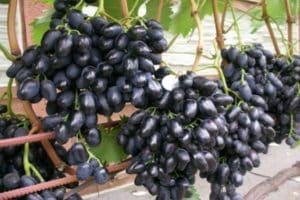 Vynuogių veislės Nadezhda Azos aprašymas ir sukūrimo istorija, priežiūros ir sodinimo ypatybės
